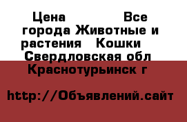 Zolton › Цена ­ 30 000 - Все города Животные и растения » Кошки   . Свердловская обл.,Краснотурьинск г.